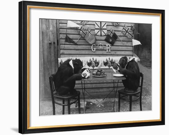 Chimps' Tea Party--Framed Photographic Print