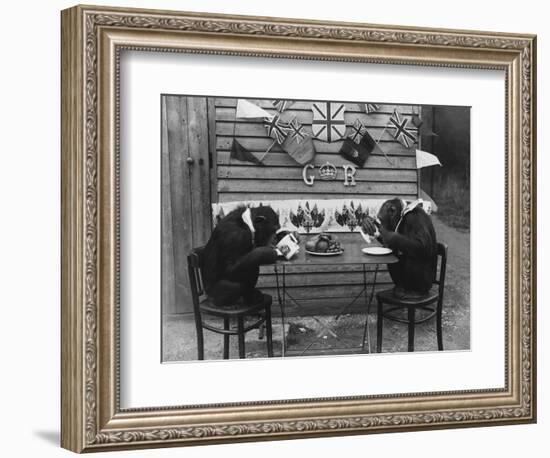 Chimps' Tea Party-null-Framed Photographic Print