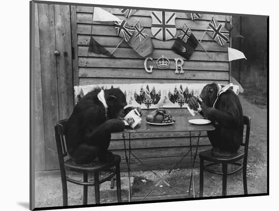 Chimps' Tea Party-null-Mounted Photographic Print