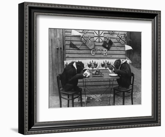 Chimps' Tea Party-null-Framed Photographic Print