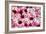 China 10MKm2 Collection - 1001 Roses-Philippe Hugonnard-Framed Photographic Print