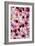 China 10MKm2 Collection - 1001 Roses-Philippe Hugonnard-Framed Photographic Print