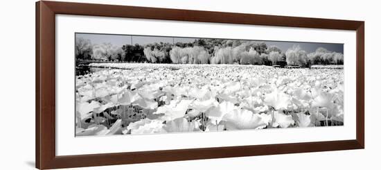 China 10MKm2 Collection - Another Look - Lotus Lake-Philippe Hugonnard-Framed Photographic Print