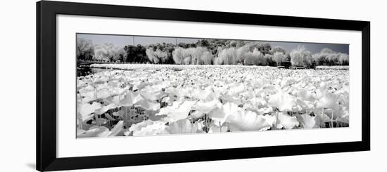 China 10MKm2 Collection - Another Look - Lotus Lake-Philippe Hugonnard-Framed Photographic Print