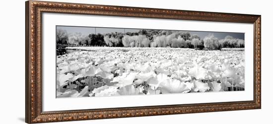 China 10MKm2 Collection - Another Look - Lotus Lake-Philippe Hugonnard-Framed Photographic Print