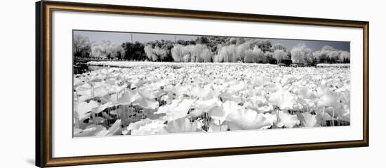 China 10MKm2 Collection - Another Look - Lotus Lake-Philippe Hugonnard-Framed Photographic Print