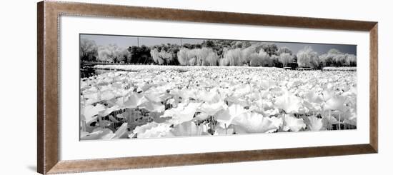 China 10MKm2 Collection - Another Look - Lotus Lake-Philippe Hugonnard-Framed Photographic Print