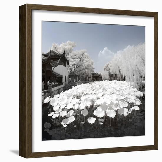 China 10MKm2 Collection - Another Look - Lotus Lake-Philippe Hugonnard-Framed Photographic Print