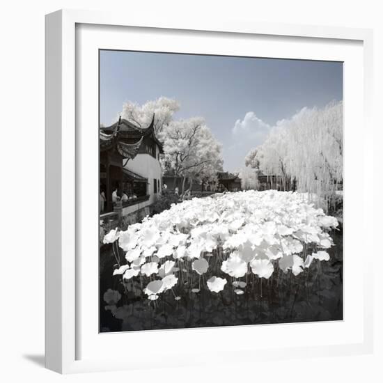 China 10MKm2 Collection - Another Look - Lotus Lake-Philippe Hugonnard-Framed Photographic Print