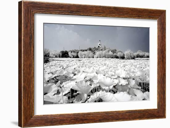 China 10MKm2 Collection - Another Look - Lotus Lake-Philippe Hugonnard-Framed Photographic Print