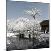 China 10MKm2 Collection - Another Look - Lotus Park-Philippe Hugonnard-Mounted Photographic Print