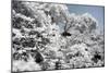 China 10MKm2 Collection - Another Look - White Forest-Philippe Hugonnard-Mounted Photographic Print