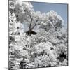 China 10MKm2 Collection - Another Look - White Forest-Philippe Hugonnard-Mounted Photographic Print