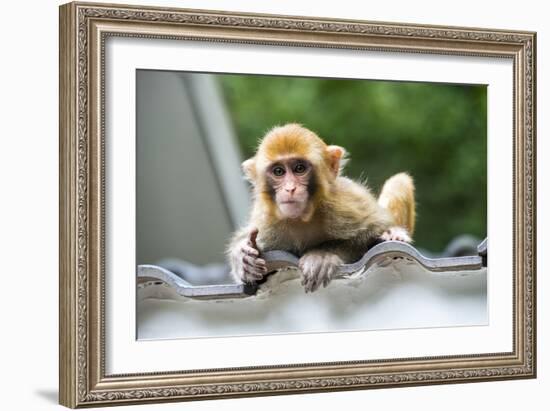 China 10MKm2 Collection - Baby Monkey-Philippe Hugonnard-Framed Photographic Print