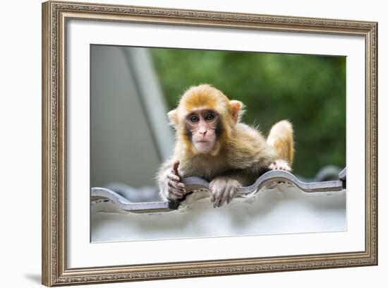 China 10MKm2 Collection - Baby Monkey-Philippe Hugonnard-Framed Photographic Print