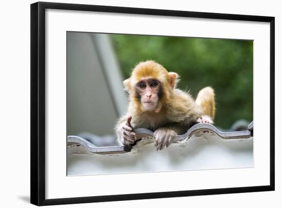 China 10MKm2 Collection - Baby Monkey-Philippe Hugonnard-Framed Photographic Print