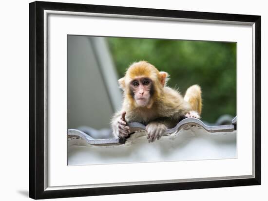 China 10MKm2 Collection - Baby Monkey-Philippe Hugonnard-Framed Photographic Print