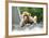 China 10MKm2 Collection - Baby Monkey-Philippe Hugonnard-Framed Photographic Print