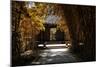 China 10MKm2 Collection - Bamboo Forest in Autumn-Philippe Hugonnard-Mounted Photographic Print