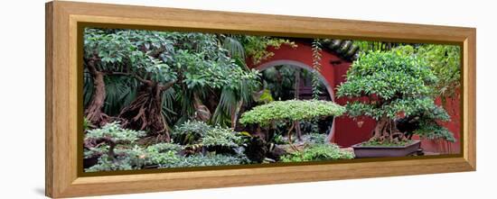 China 10MKm2 Collection - Bonsai Trees-Philippe Hugonnard-Framed Premier Image Canvas