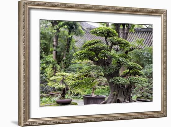 China 10MKm2 Collection - Bonsai Trees-Philippe Hugonnard-Framed Photographic Print