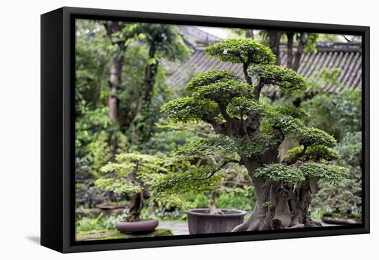 China 10MKm2 Collection - Bonsai Trees-Philippe Hugonnard-Framed Premier Image Canvas