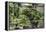 China 10MKm2 Collection - Bonsai Trees-Philippe Hugonnard-Framed Premier Image Canvas