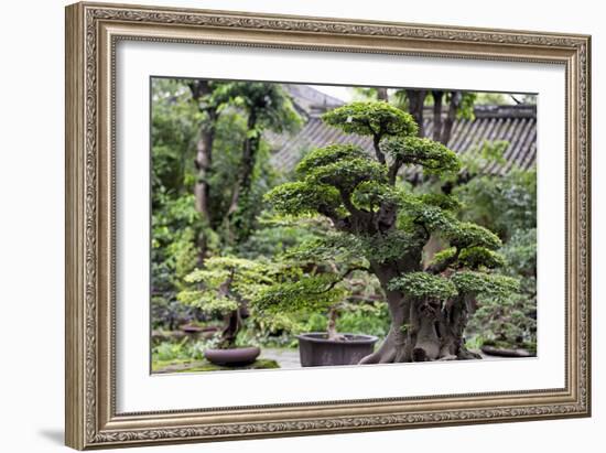 China 10MKm2 Collection - Bonsai Trees-Philippe Hugonnard-Framed Photographic Print