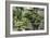 China 10MKm2 Collection - Bonsai Trees-Philippe Hugonnard-Framed Photographic Print