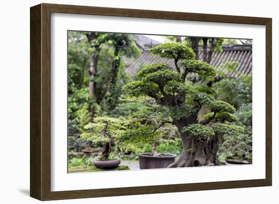 China 10MKm2 Collection - Bonsai Trees-Philippe Hugonnard-Framed Photographic Print