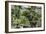 China 10MKm2 Collection - Bonsai Trees-Philippe Hugonnard-Framed Photographic Print