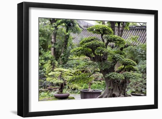 China 10MKm2 Collection - Bonsai Trees-Philippe Hugonnard-Framed Photographic Print