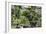 China 10MKm2 Collection - Bonsai Trees-Philippe Hugonnard-Framed Photographic Print