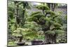 China 10MKm2 Collection - Bonsai Trees-Philippe Hugonnard-Mounted Photographic Print