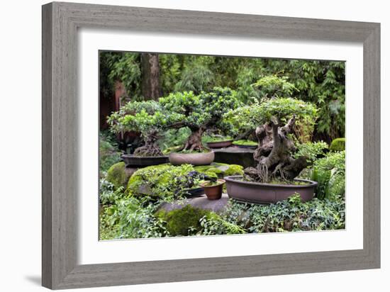 China 10MKm2 Collection - Bonsai Trees-Philippe Hugonnard-Framed Photographic Print