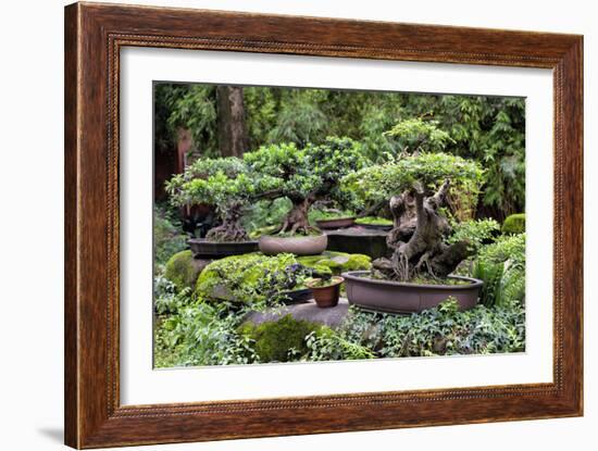 China 10MKm2 Collection - Bonsai Trees-Philippe Hugonnard-Framed Photographic Print