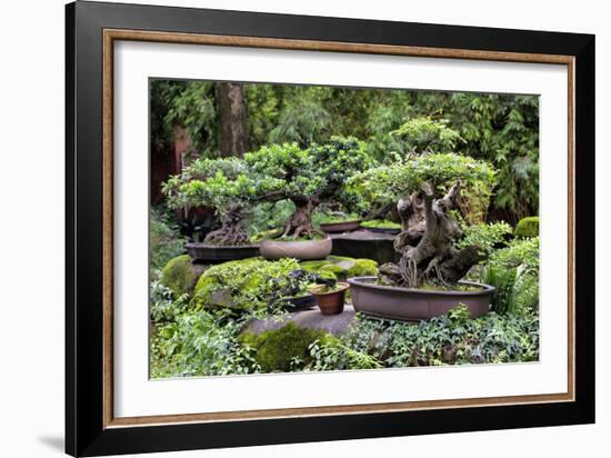 China 10MKm2 Collection - Bonsai Trees-Philippe Hugonnard-Framed Photographic Print