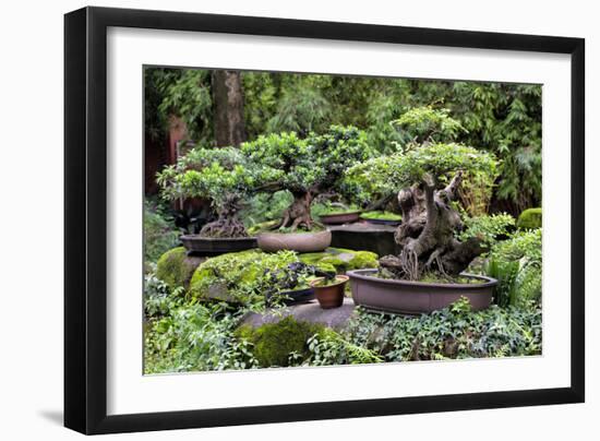 China 10MKm2 Collection - Bonsai Trees-Philippe Hugonnard-Framed Photographic Print