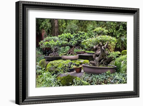 China 10MKm2 Collection - Bonsai Trees-Philippe Hugonnard-Framed Photographic Print