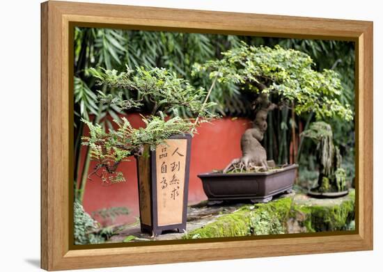 China 10MKm2 Collection - Bonsai Trees-Philippe Hugonnard-Framed Premier Image Canvas