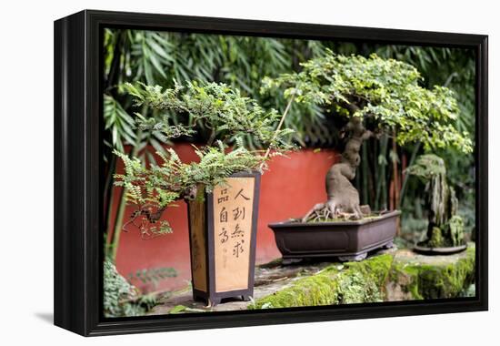 China 10MKm2 Collection - Bonsai Trees-Philippe Hugonnard-Framed Premier Image Canvas