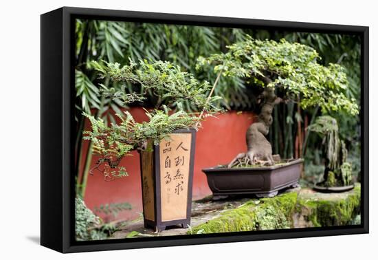 China 10MKm2 Collection - Bonsai Trees-Philippe Hugonnard-Framed Premier Image Canvas