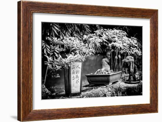 China 10MKm2 Collection - Bonsai Trees-Philippe Hugonnard-Framed Photographic Print