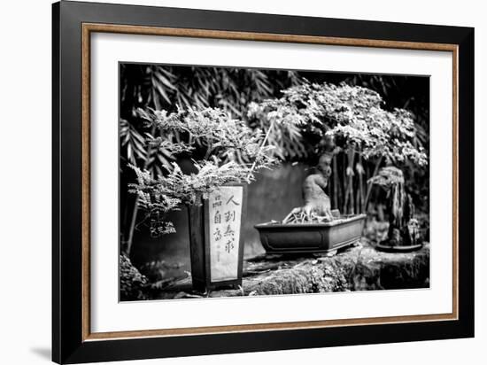 China 10MKm2 Collection - Bonsai Trees-Philippe Hugonnard-Framed Photographic Print