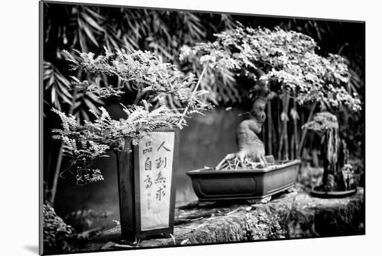 China 10MKm2 Collection - Bonsai Trees-Philippe Hugonnard-Mounted Photographic Print