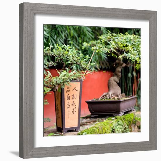 China 10MKm2 Collection - Bonsai Trees-Philippe Hugonnard-Framed Photographic Print