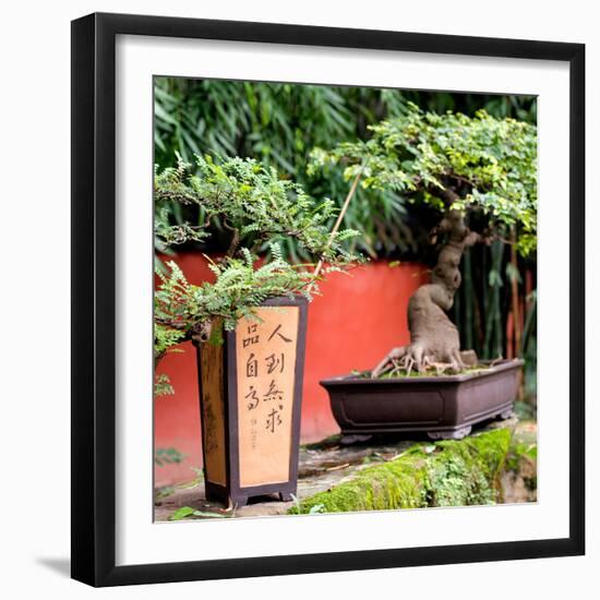 China 10MKm2 Collection - Bonsai Trees-Philippe Hugonnard-Framed Photographic Print