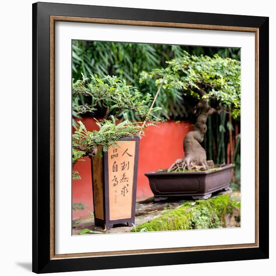 China 10MKm2 Collection - Bonsai Trees-Philippe Hugonnard-Framed Photographic Print