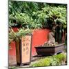 China 10MKm2 Collection - Bonsai Trees-Philippe Hugonnard-Mounted Photographic Print