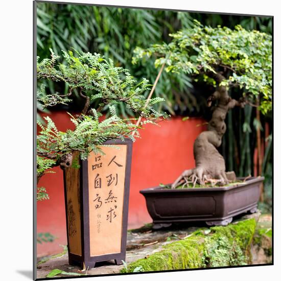 China 10MKm2 Collection - Bonsai Trees-Philippe Hugonnard-Mounted Photographic Print